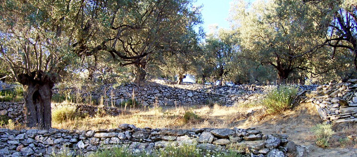 Griechische Insel Lesbos mit Buchten und Olivenhainen