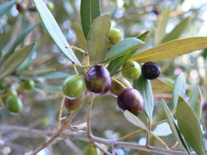 Oliven auf der griechischen Insel Lesbos
